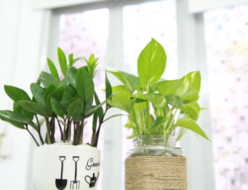 Can Houseplants Help with Your Eye Health